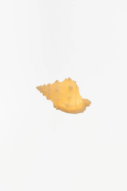 Conch Shell_ Light