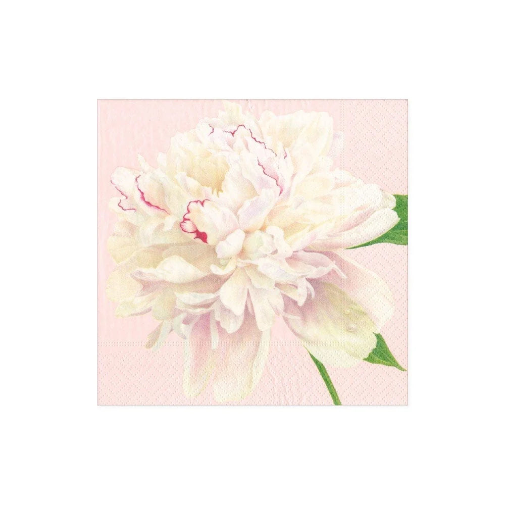 Cocktail napkin with one white dutchess peonie on a  light pink background