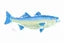 Fishaye Placemats